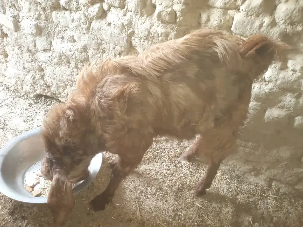 بز مری نر فروشی|حیوانات مزرعه|هیرمند, |دیوار