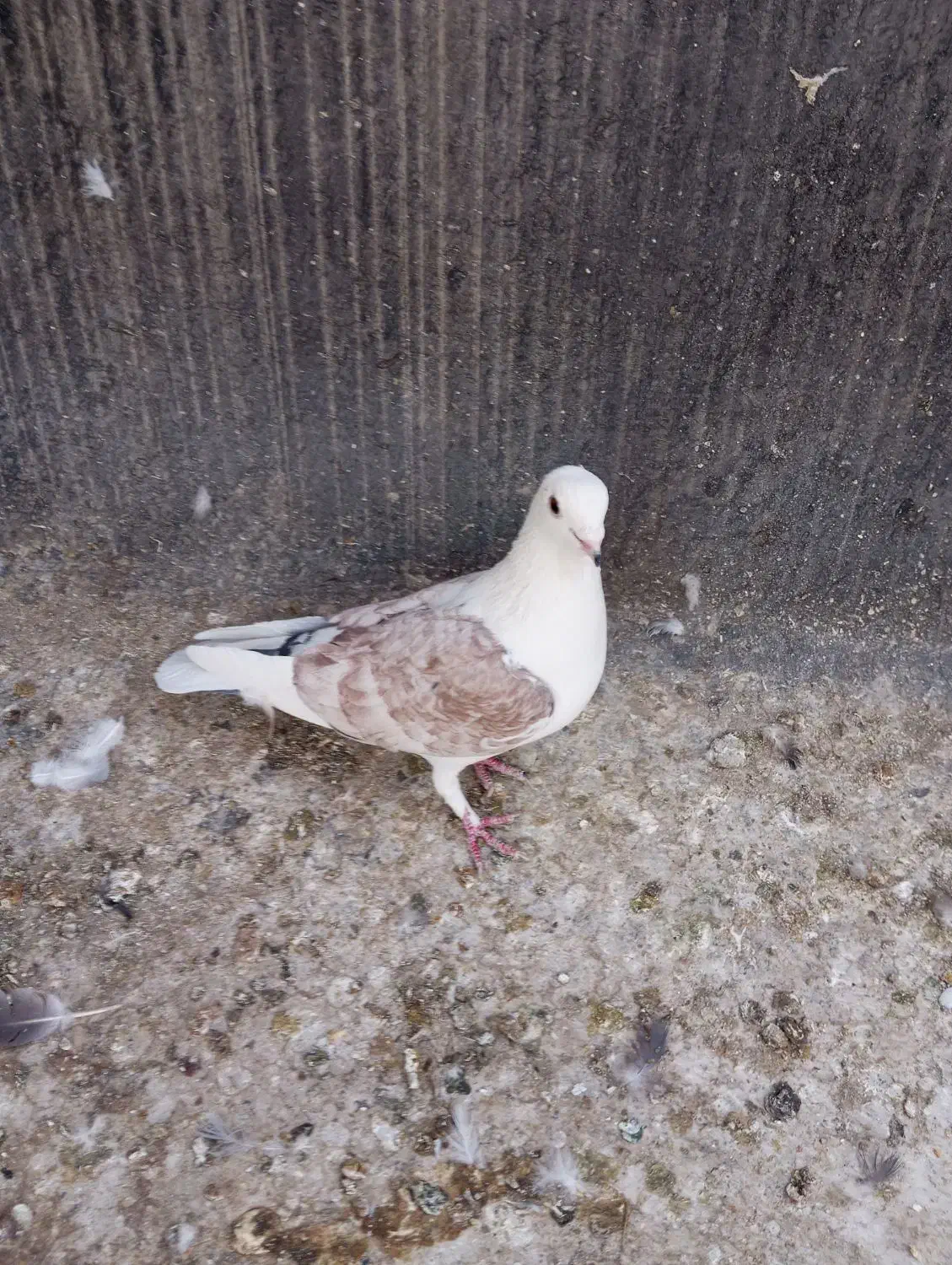 کبوتر بهبهانی ساتن معاوضه فقط با قناری سهره نر|پرنده|شیراز, لاله|دیوار