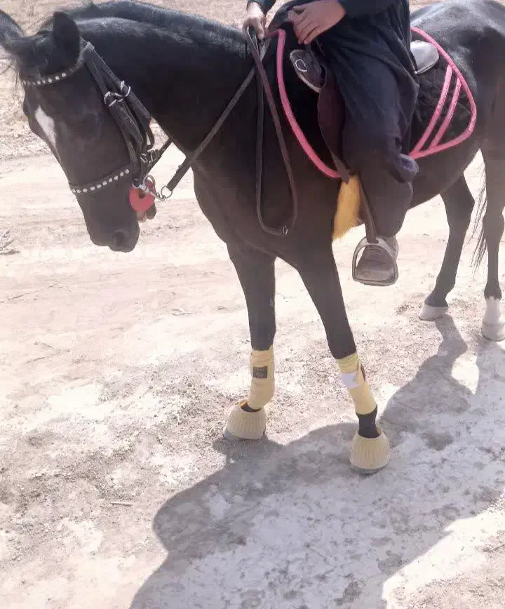 اسب|اسب و تجهیزات اسبسواری|تیران, |دیوار