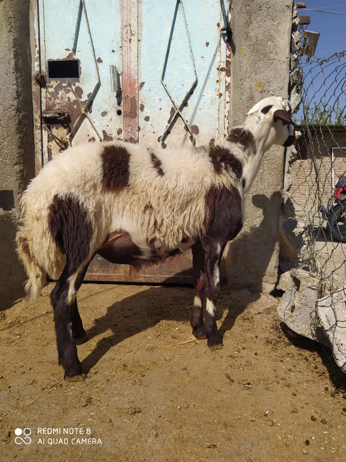 کو نر پلنگی سالم سرحال|حیوانات مزرعه|سیلاخور, |دیوار