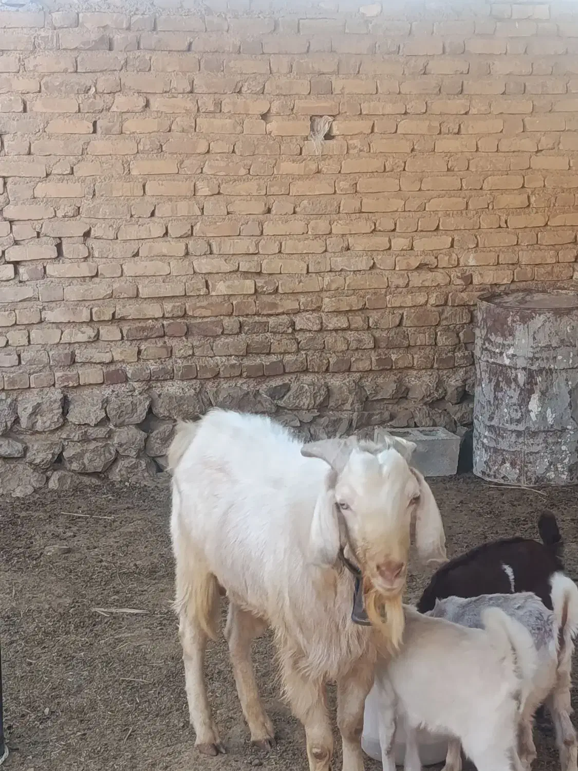 پازن سانن|حیوانات مزرعه|مرودشت, محمد آباد|دیوار