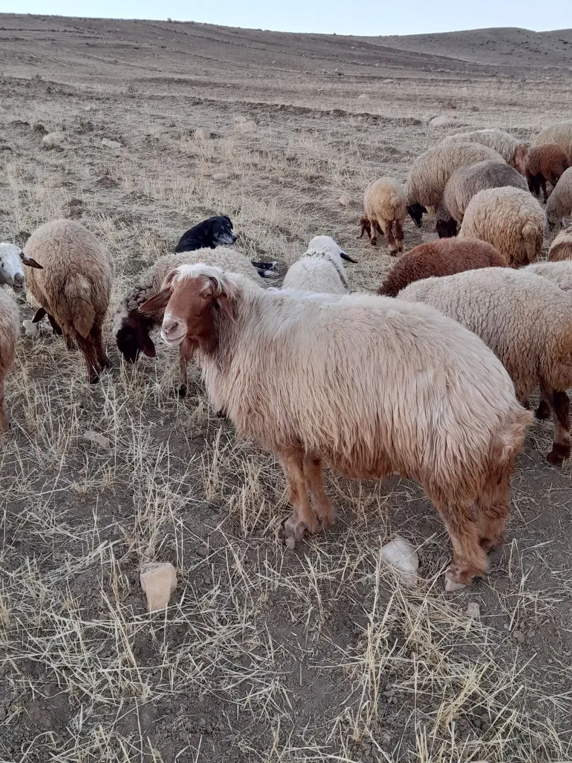 قوچ|حیوانات مزرعه|هلیلان, |دیوار