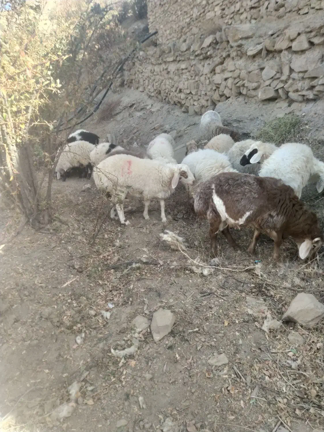 بره چاق|حیوانات مزرعه|درمیان, |دیوار