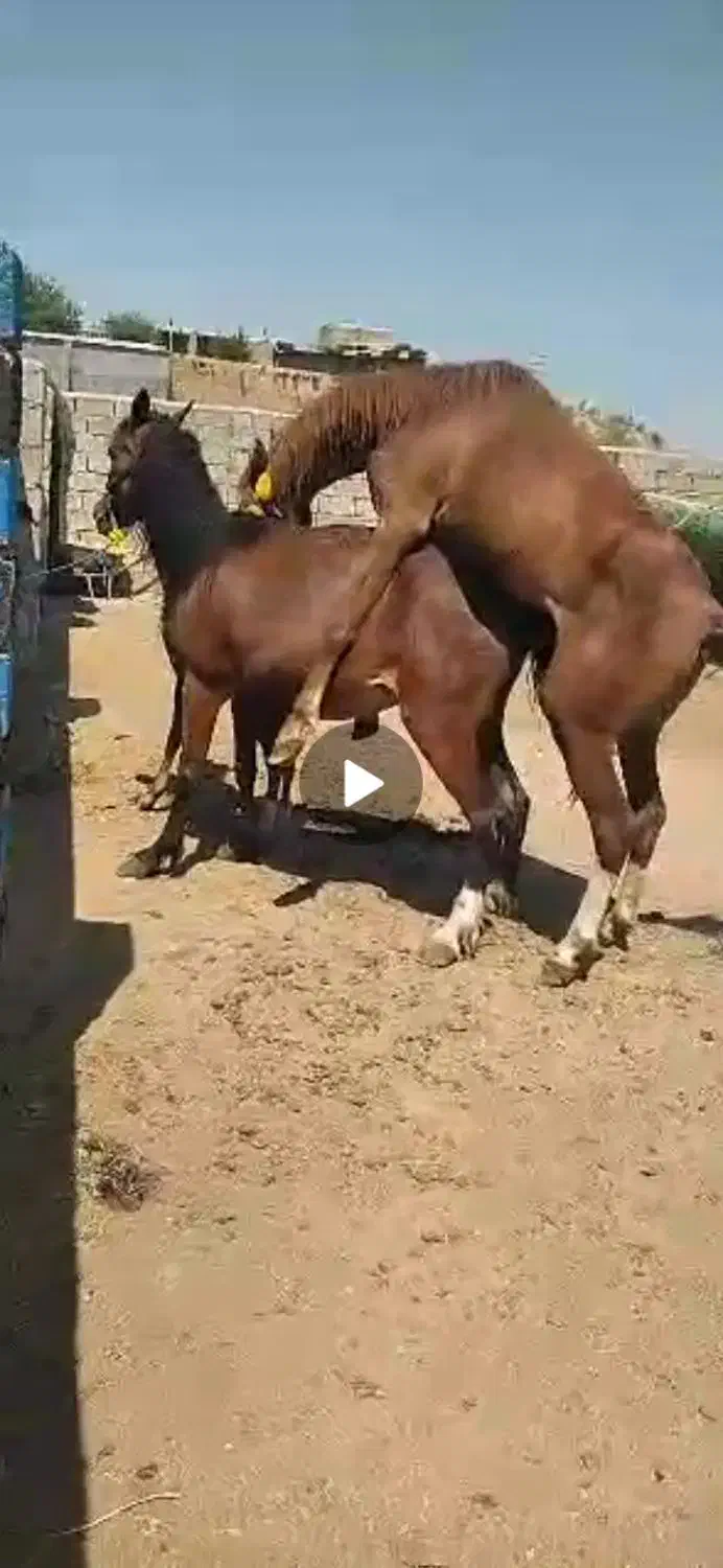 اسب‌ مادیان‌ تمام‌ یورقه|اسب و تجهیزات اسب‌سواری|زنجانرود, |دیوار