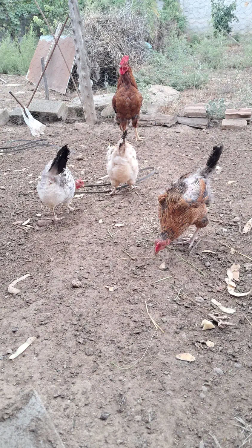 فروش فوری مرغ محلی تخم گذار|حیوانات مزرعه|بهشهر, |دیوار