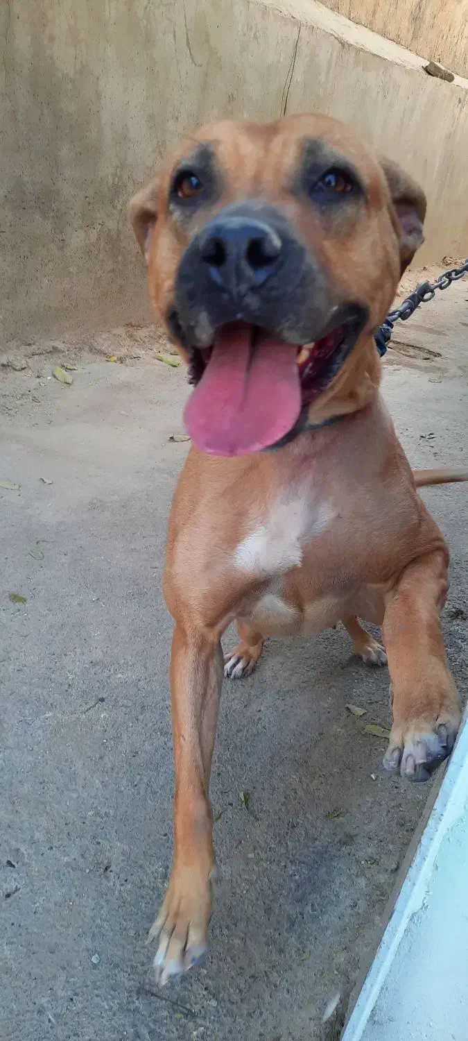 سگ پیت بول|سگ|پردیس, شهرک صنعتی کمرد|دیوار