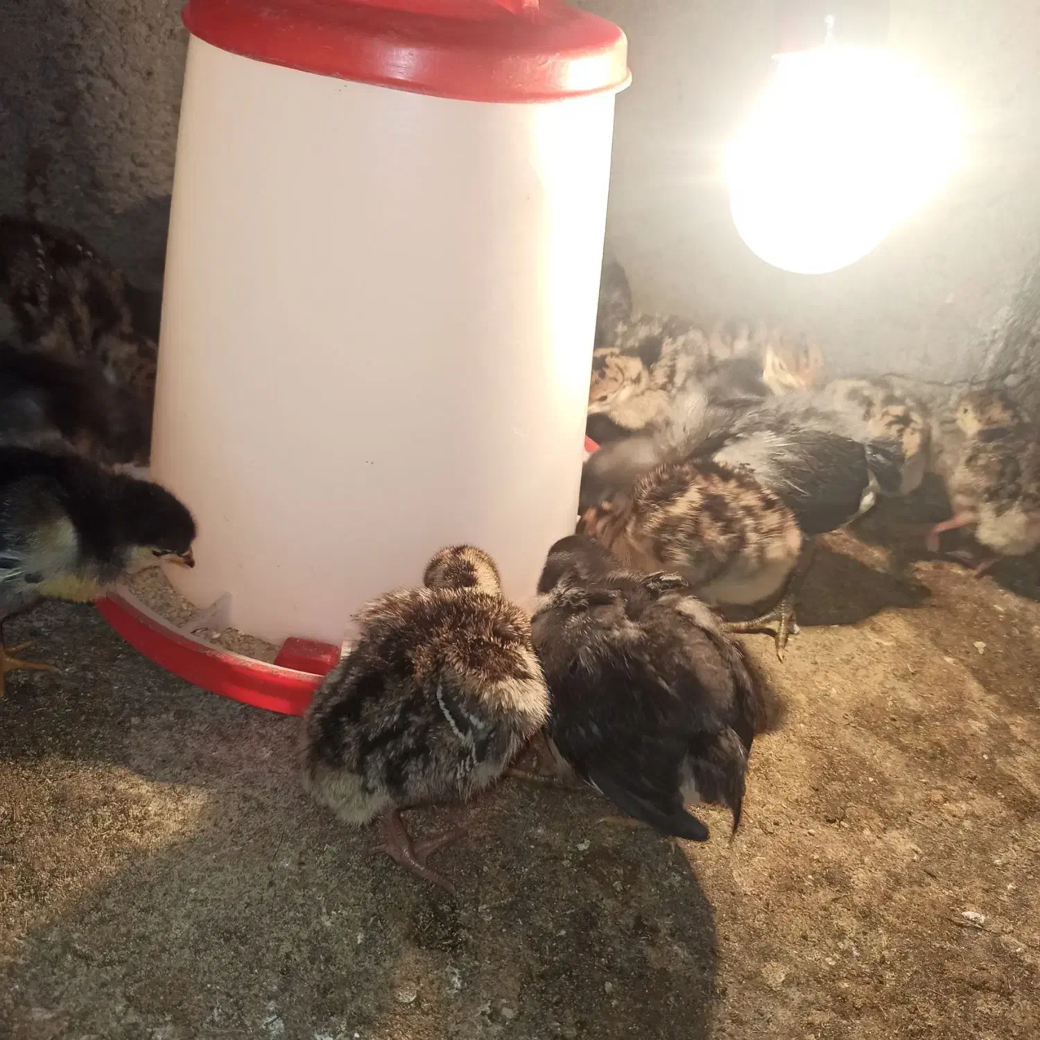 جوجه بوقلمون 1ماهه نژادبرنز آمریکایی|حیوانات مزرعه|کرمان, |دیوار