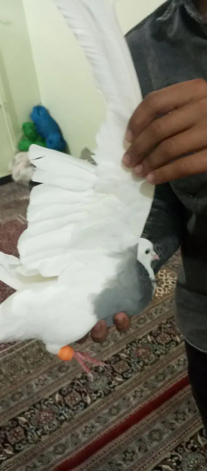 شادگان|پرنده|شادگان, |دیوار