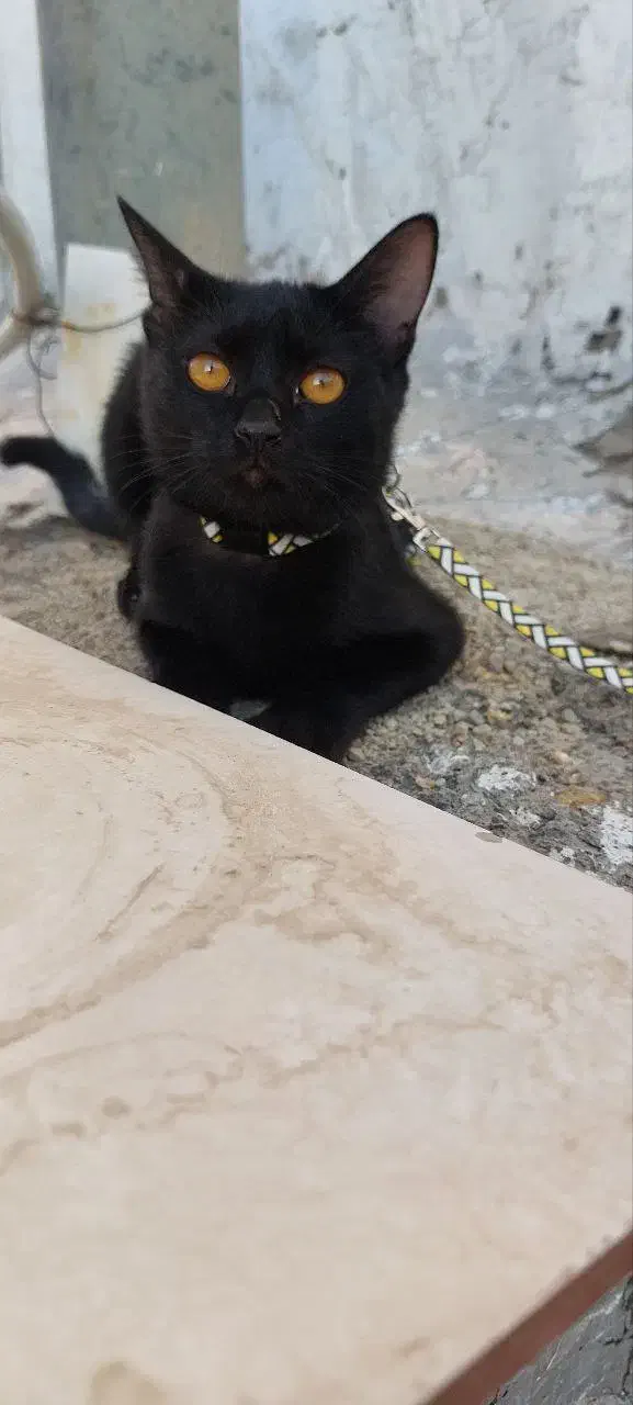 واگذاری گربه مشکی|گربه|شیراز, اصلاحنژاد|دیوار
