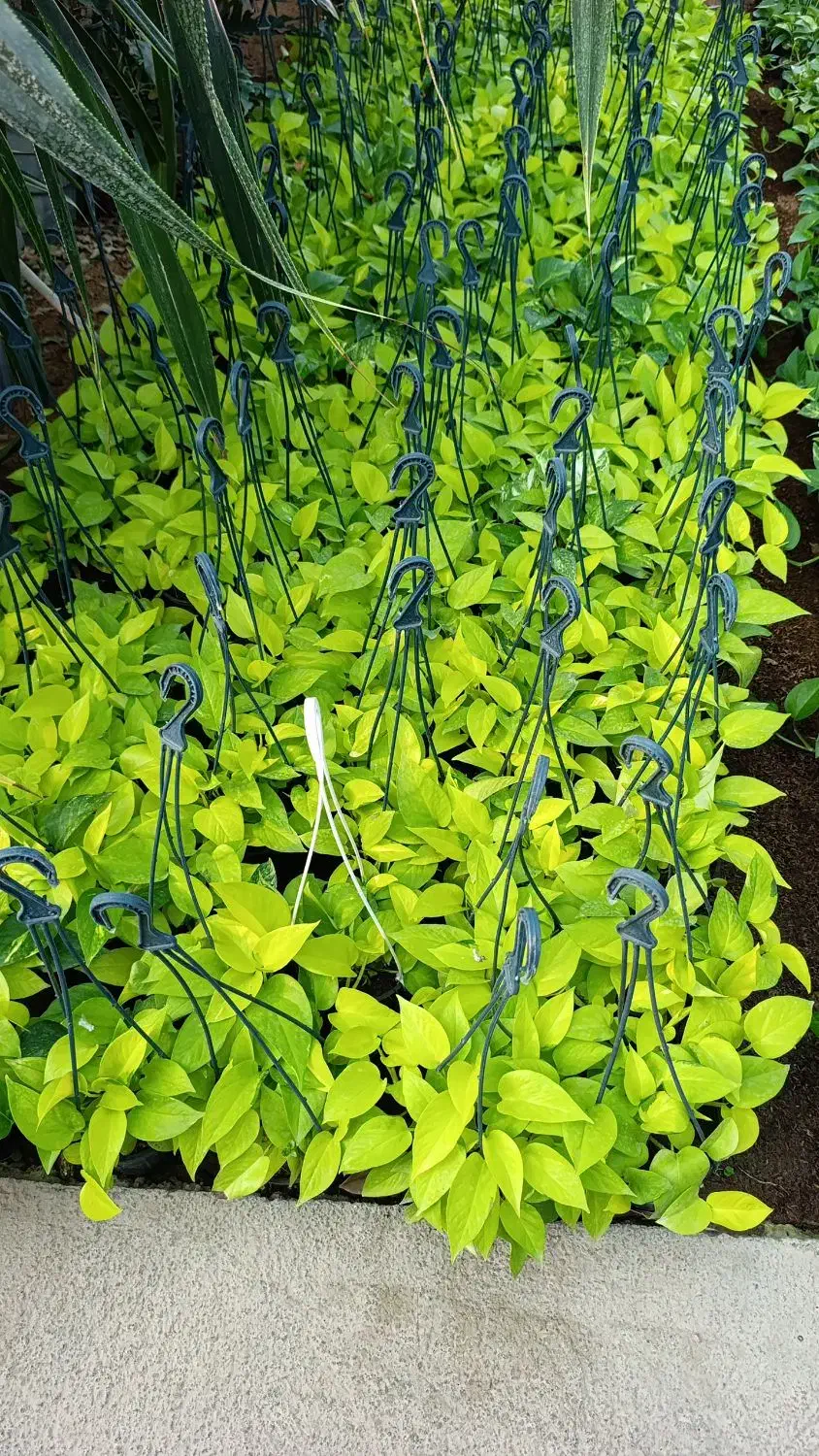 عمده فروشی گل و گیاه آپارتمانی و بیرونی|گل و گیاه طبیعی|ارطه, |دیوار