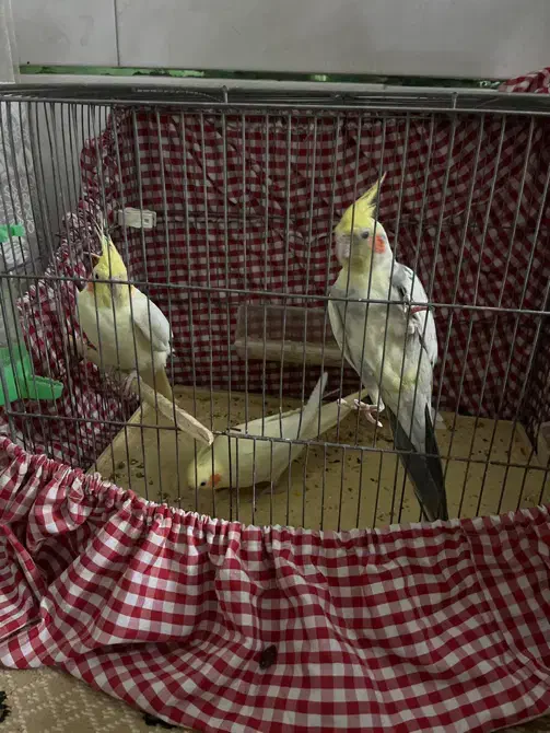 عروس هلندی|پرنده|تهران, تهرانسر مرکزی|دیوار