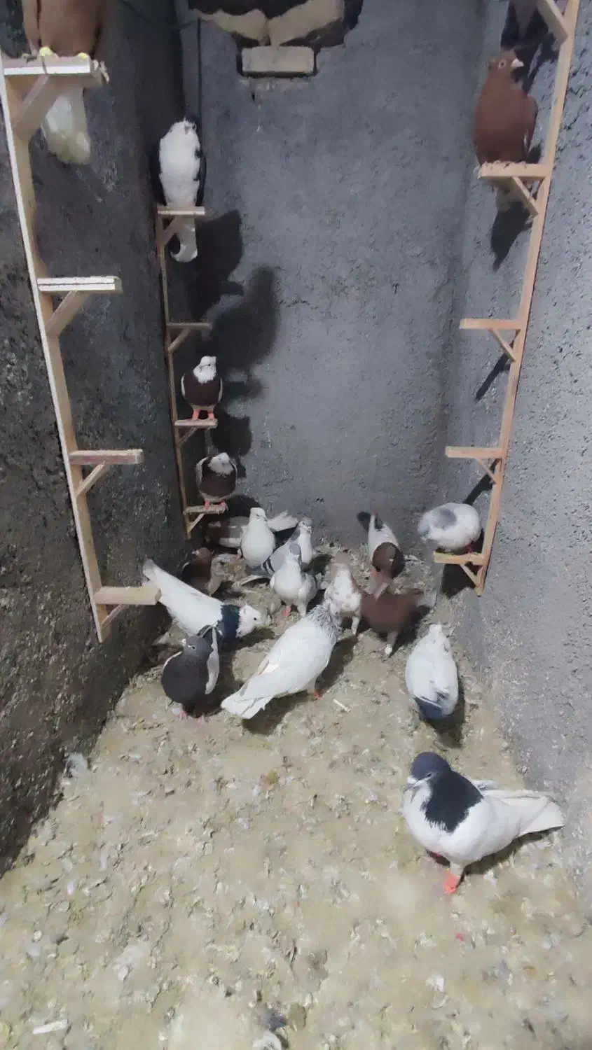 19 کفتر بوم فروشی|پرنده|ملک‌آباد, |دیوار