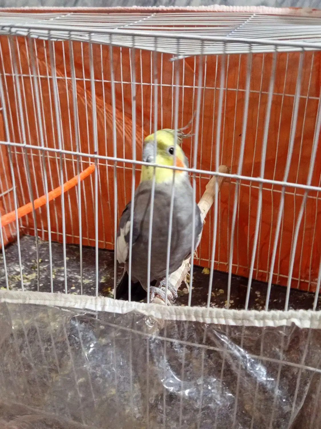 عروس هلندی|پرنده|تایباد, |دیوار