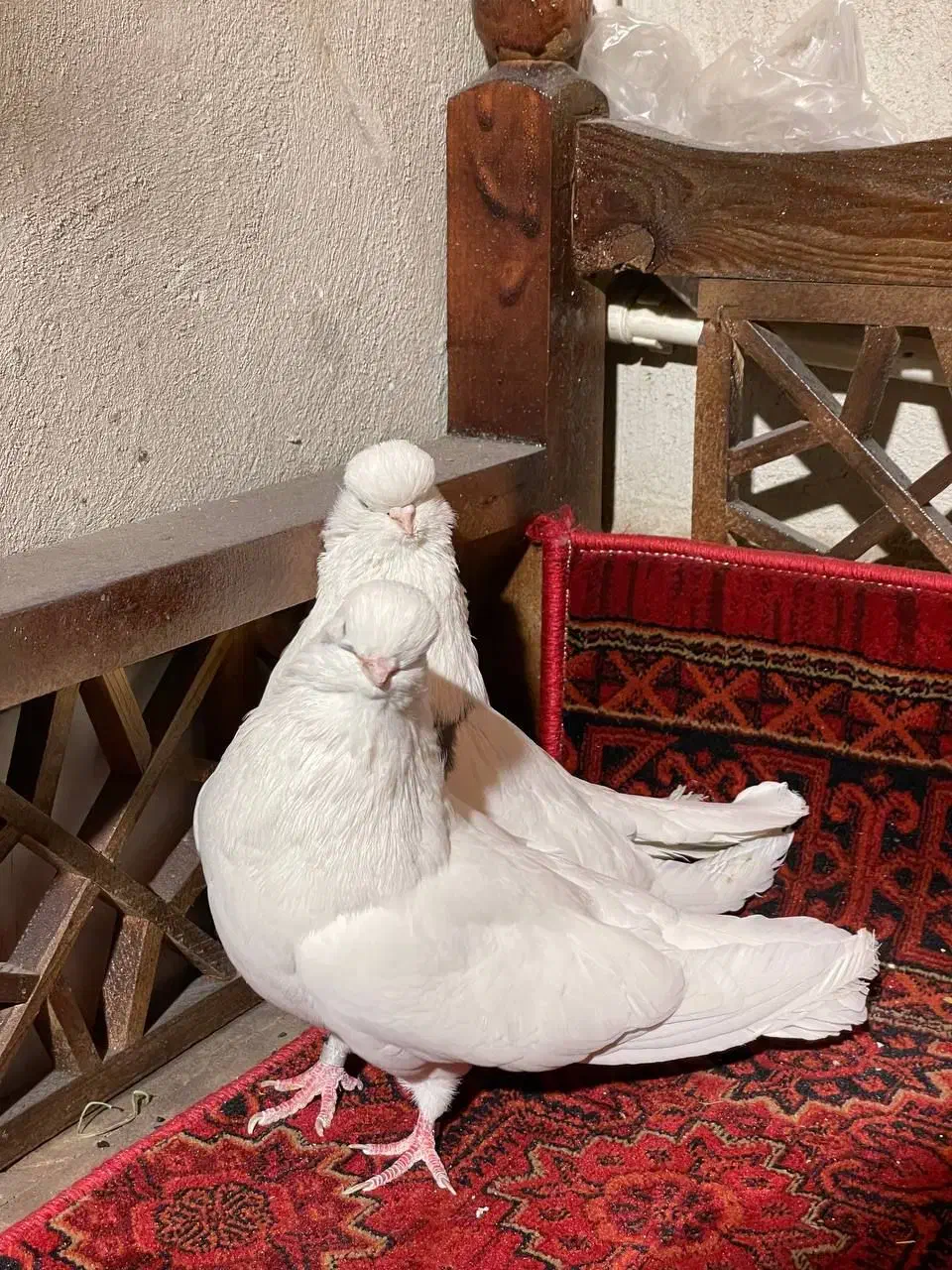 کبوتر نوک قنار|پرنده|الوند, |دیوار