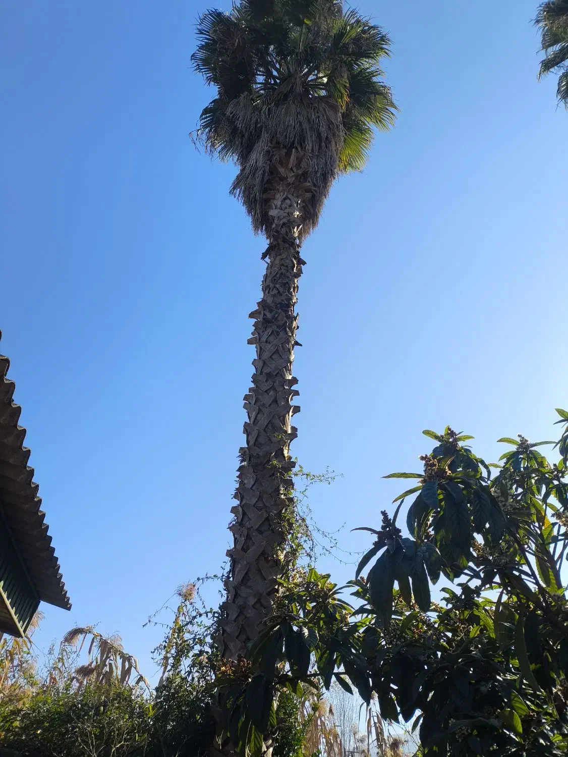 درخت پالم|گل و گیاه طبیعی|نوشهر, |دیوار