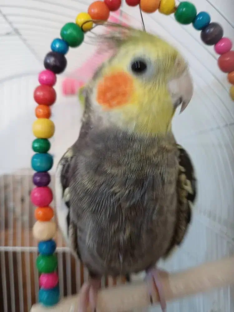 گمشده|حیوانات|کرج, حصارک بالا|دیوار