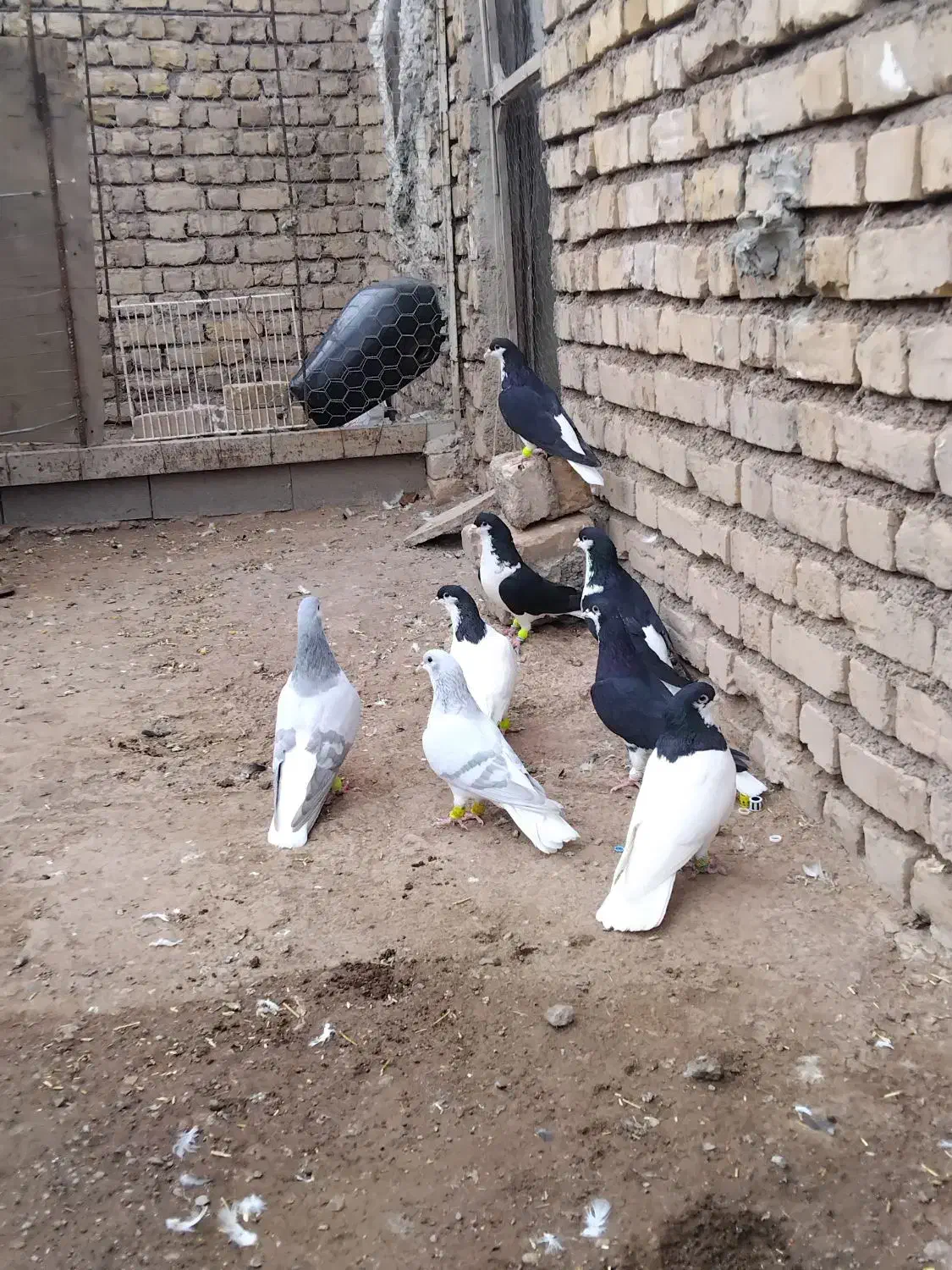 4 جفت کبوتر سیاه پوش ذات دار قشنگ سالم|پرنده|قزوین, |دیوار