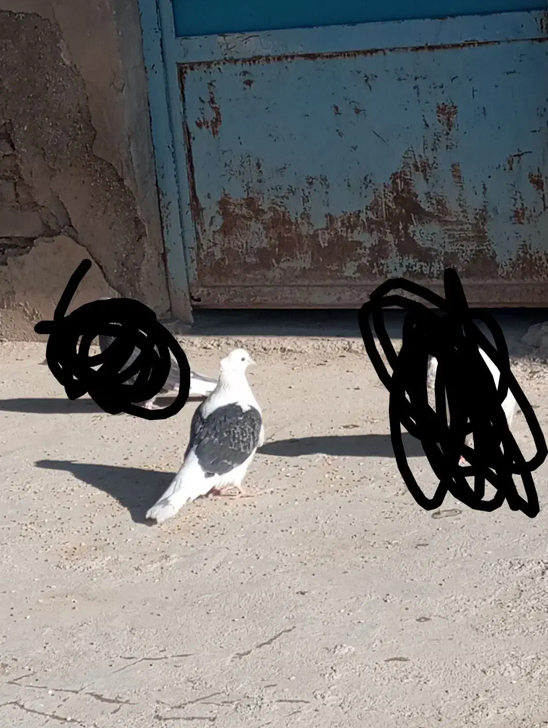 کبوتر|پرنده|سیلاخور, |دیوار