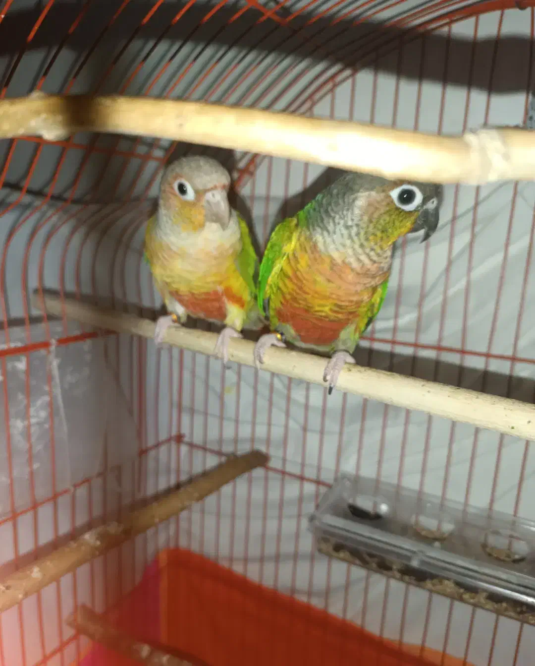 گرینچیک مولد|پرنده|پیرانشهر, |دیوار