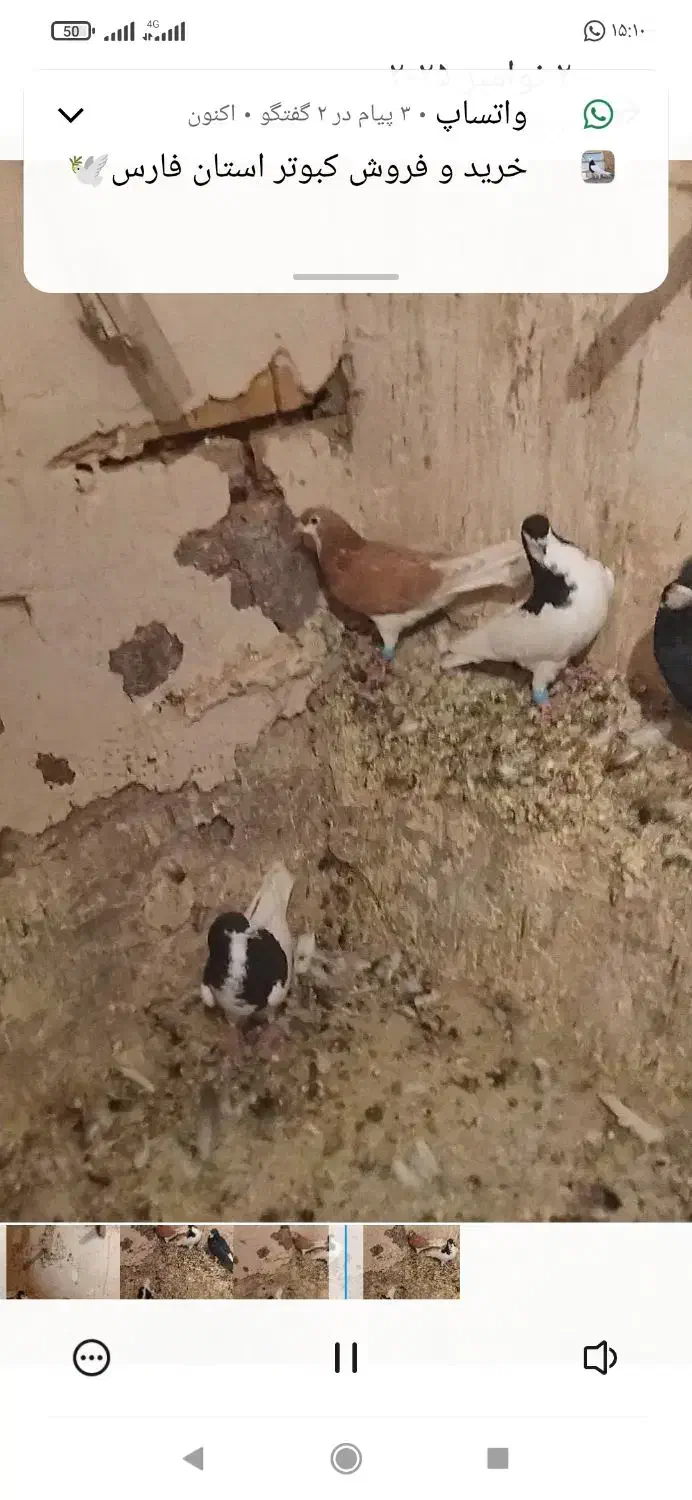 چهارتا شهری ویالی سیاه|پرنده|مرودشت, رودبال|دیوار