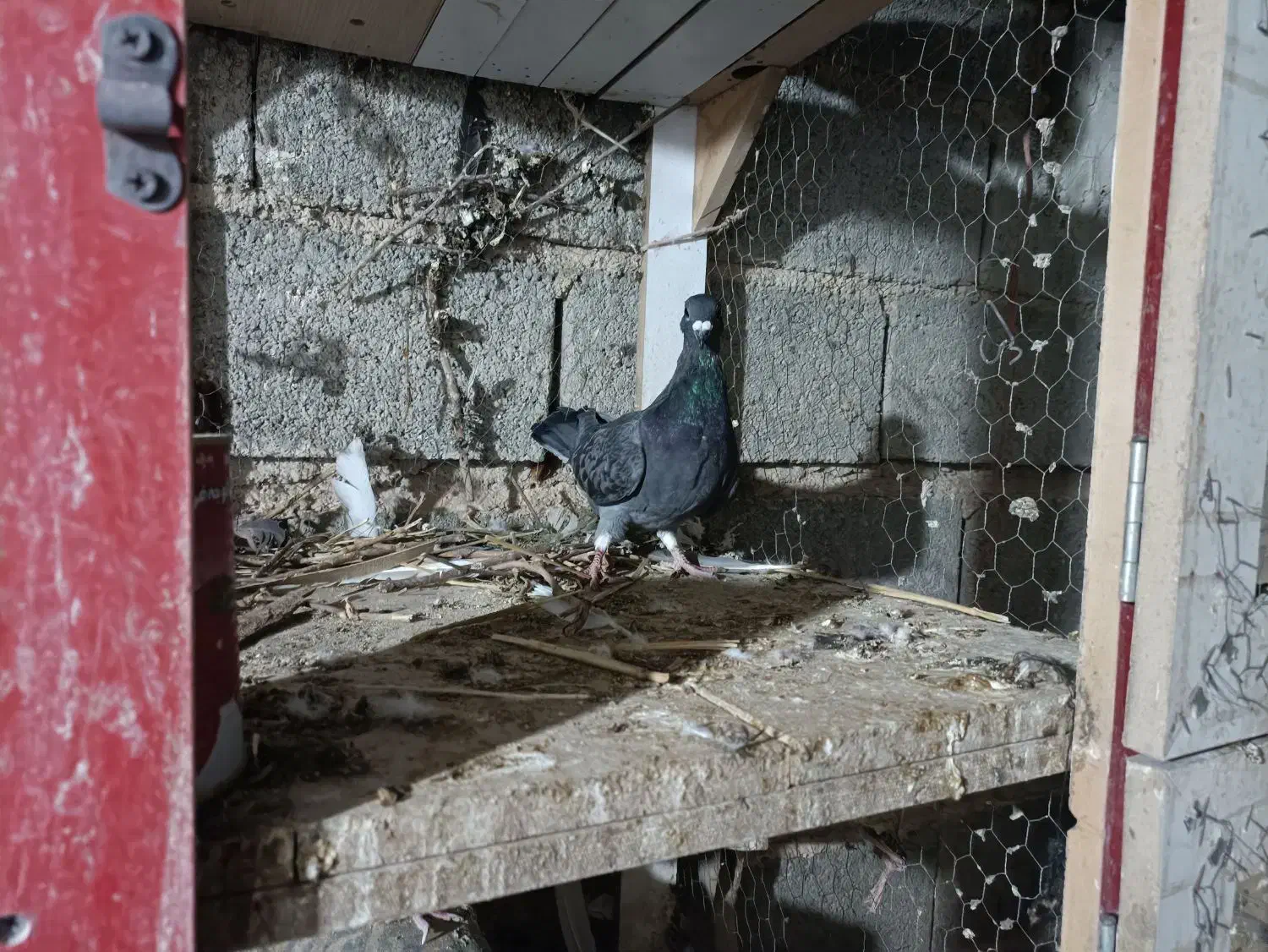 کبوتر کوهی|پرنده|شیراز, شهرک گلها|دیوار