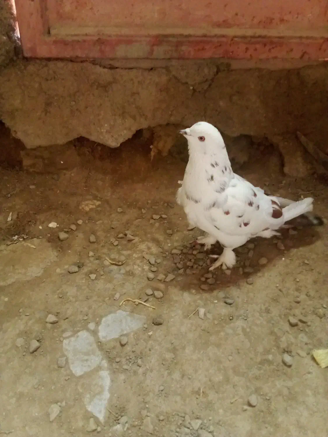 کبوتر|پرنده|پلدشت, |دیوار