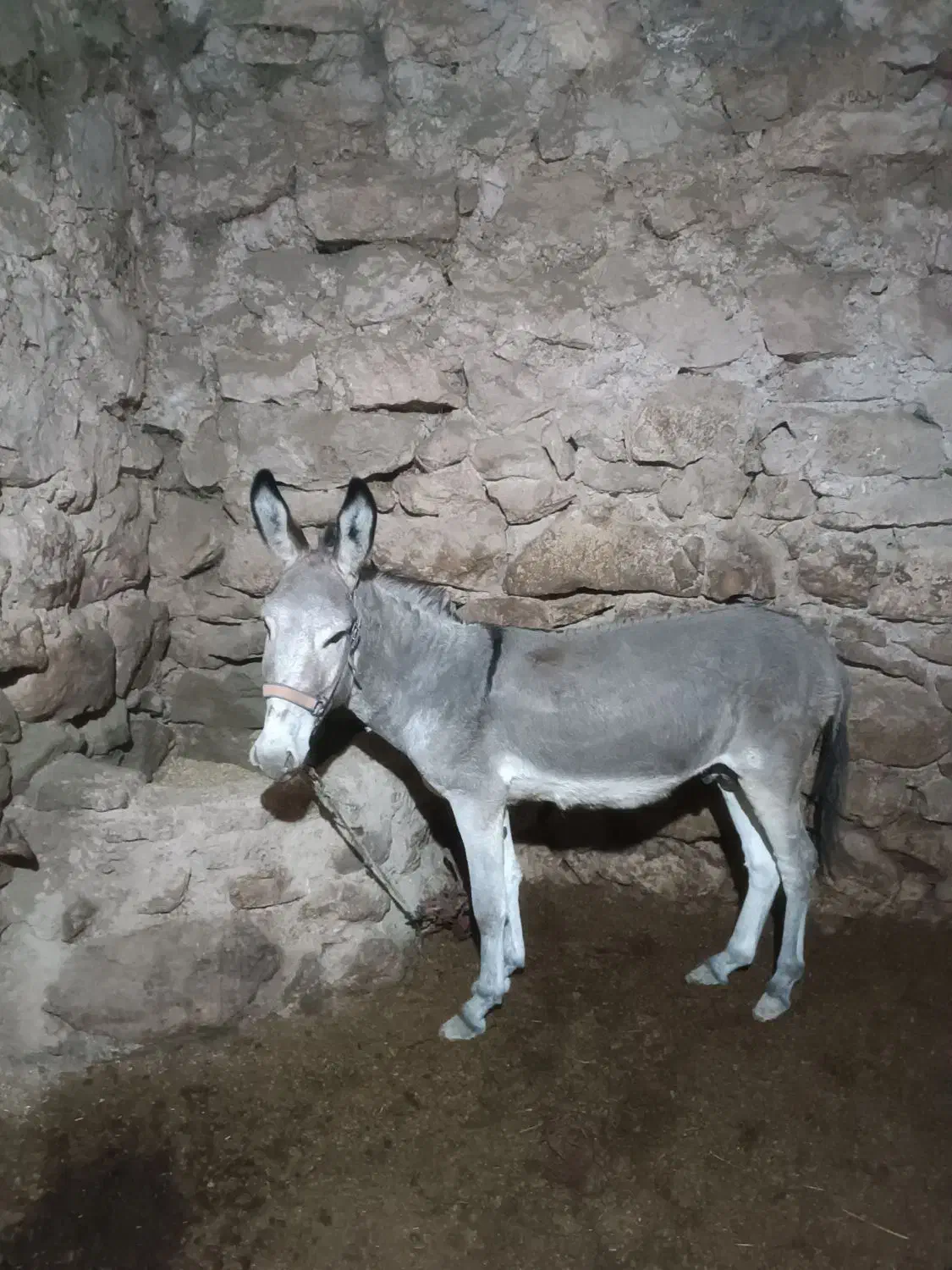 خر نر جوان|حیوانات مزرعه|بجنورد, |دیوار