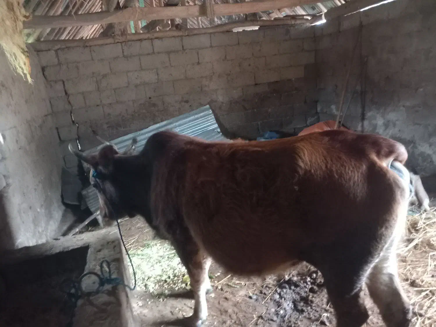 گاو۷ماه شکم|حیوانات مزرعه|صومعه‌سرا, |دیوار