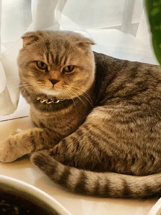 فروش گربه اسکاتیش فولد(نر) ۳ساله|گربه|کرج, فاز ۳ گوهردشت|دیوار