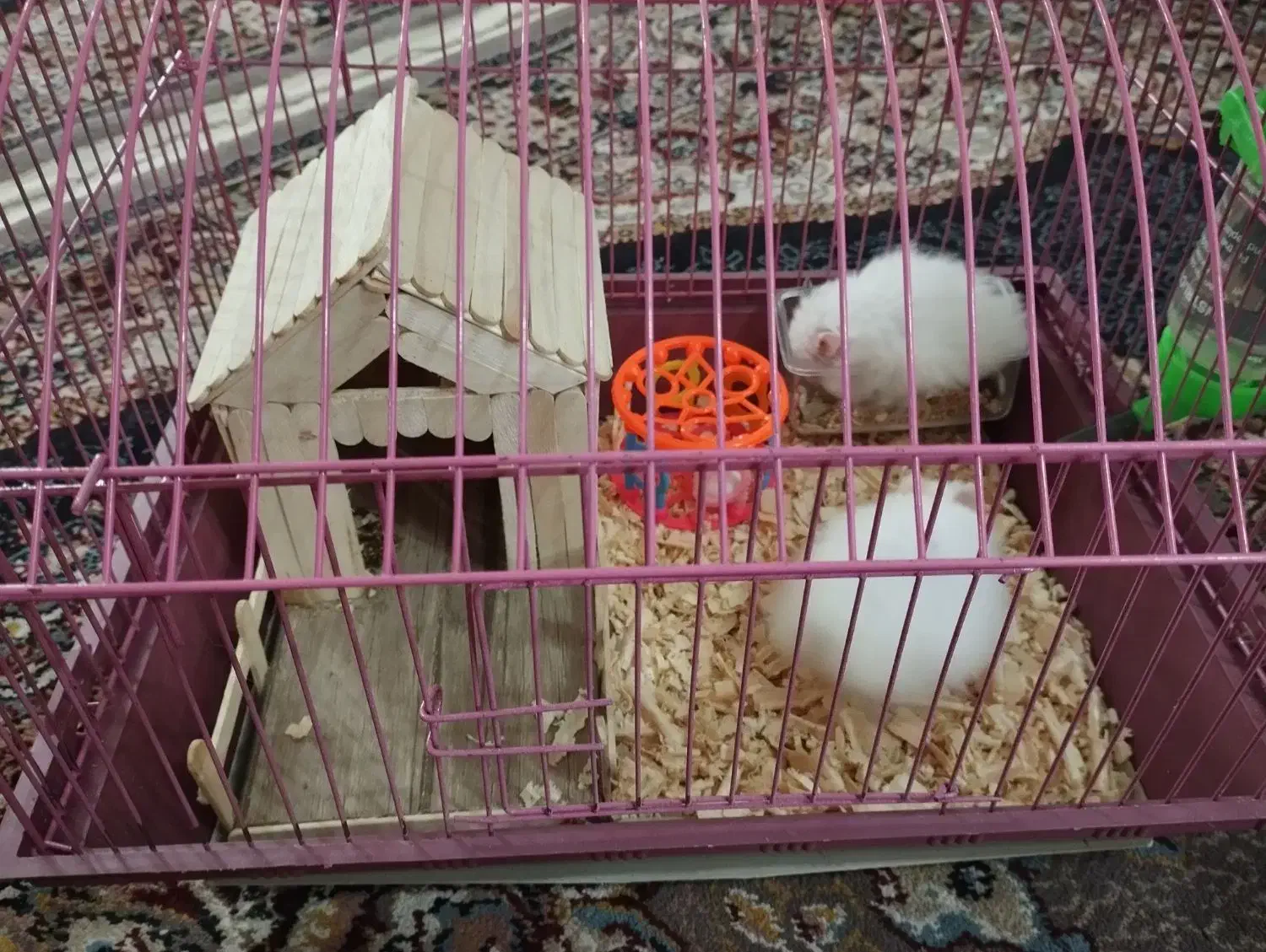 همستر نرو ماده|موش و خرگوش|رشت, پسیخان|دیوار