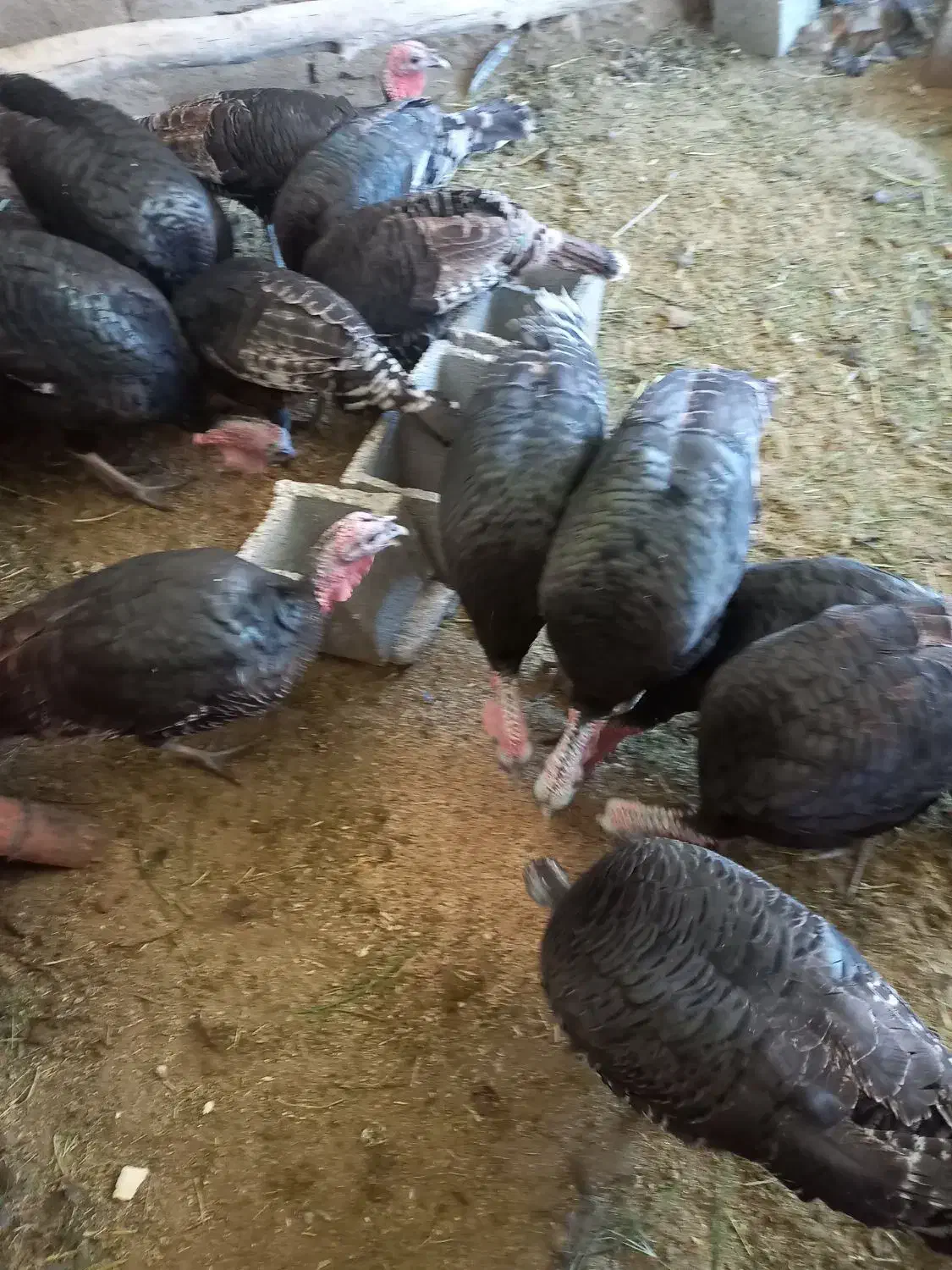 بوقلمون|حیوانات مزرعه|داراب, |دیوار