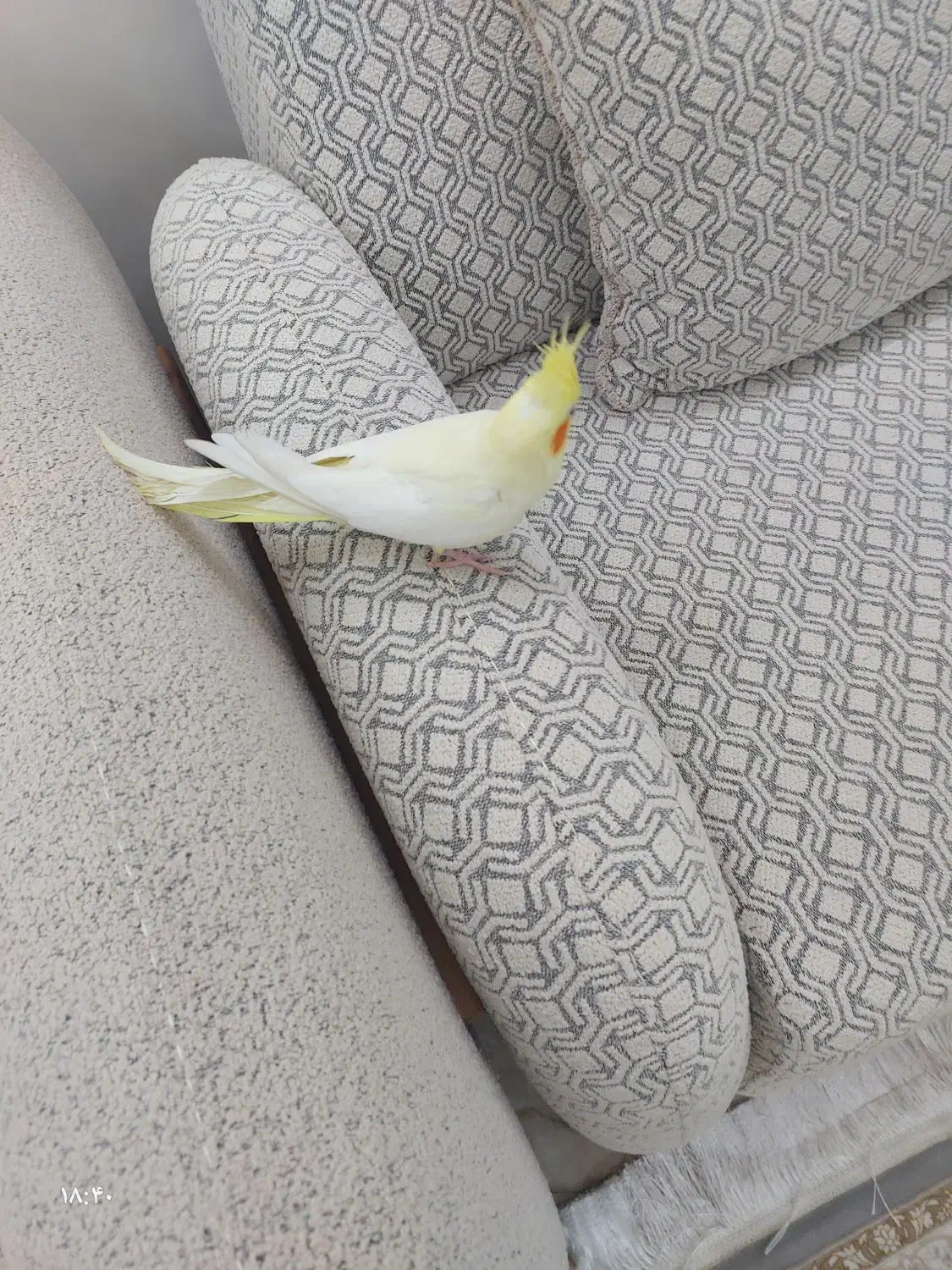 عروس هلندی لتینو|پرنده|چغادک, |دیوار