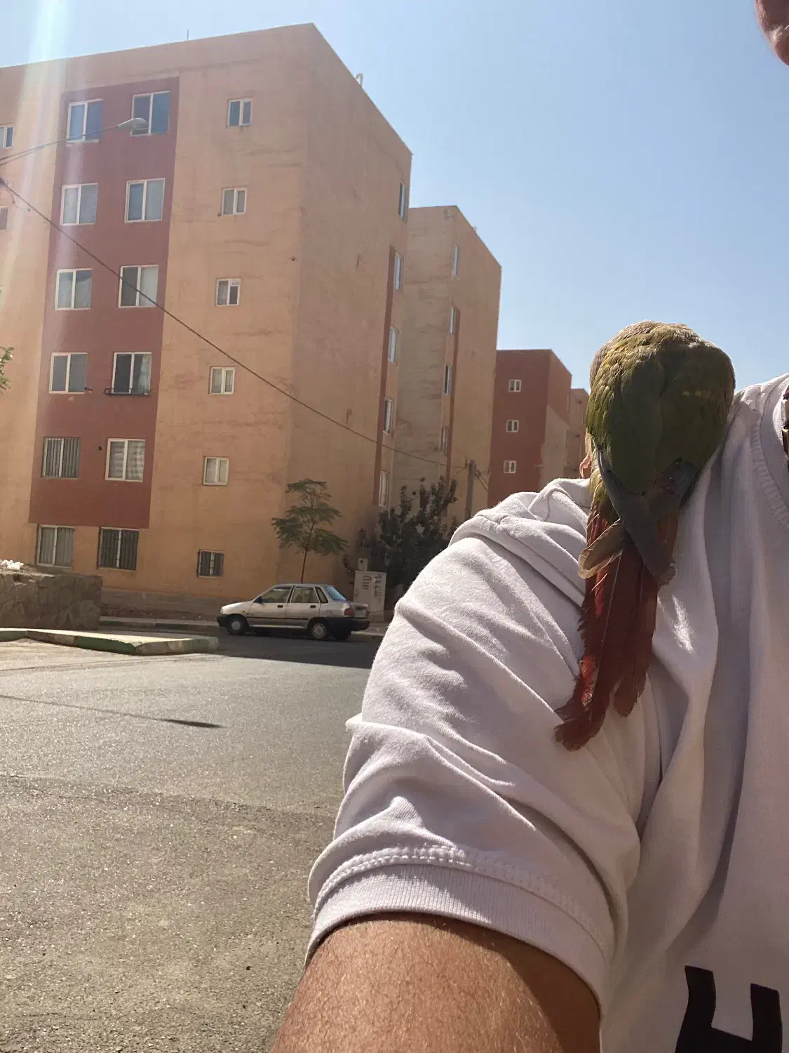 جوان و مولد|پرنده|هشتگرد, فاز ۳ مهستان|دیوار