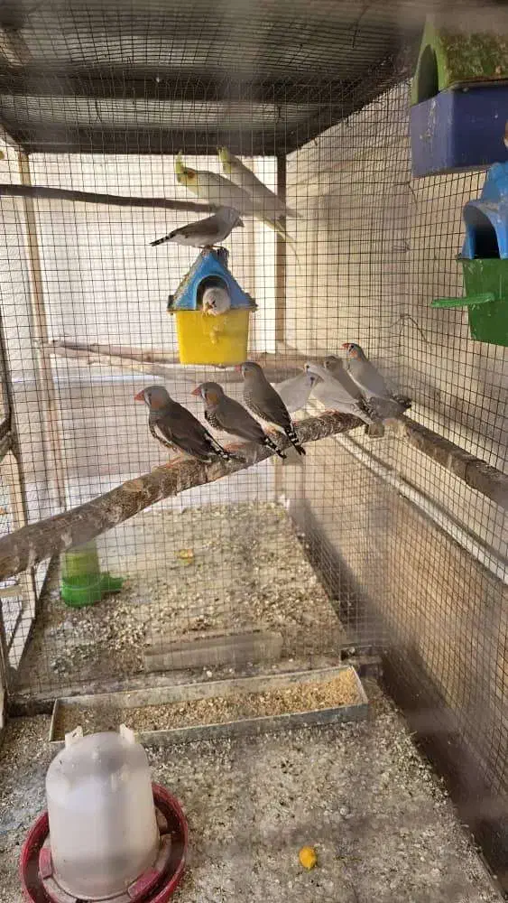 فنچ نر و ماده زبرا|پرنده|لار, |دیوار