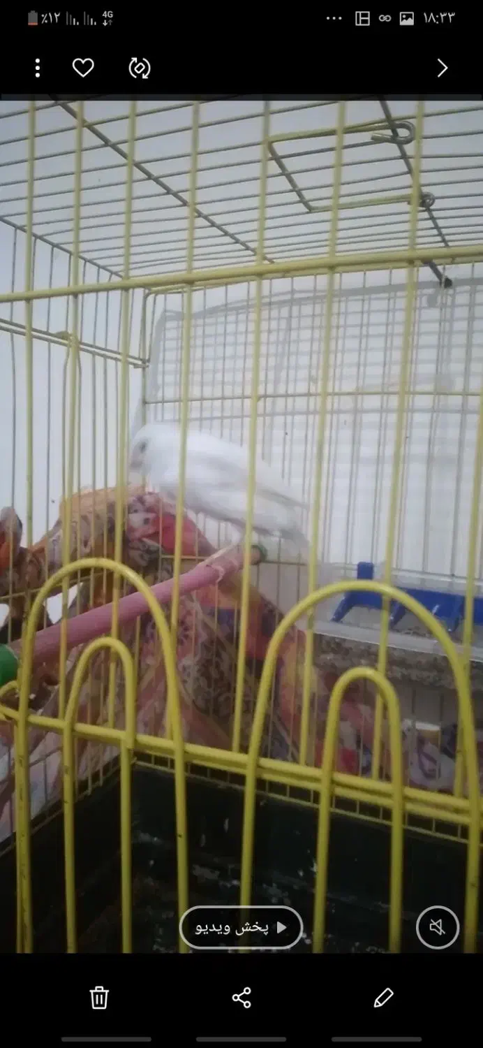 قناری|پرنده|حاجی آباد, |دیوار