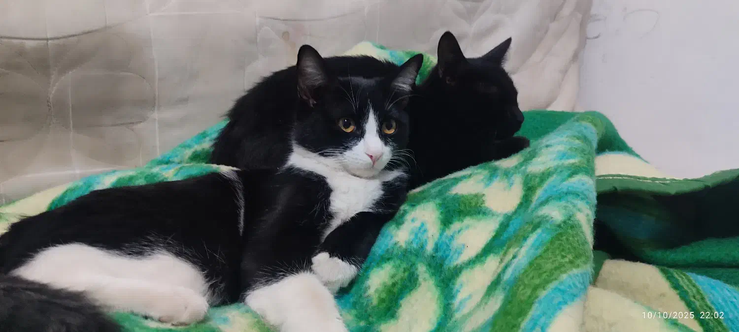 گمشده گربه|گربه|نجفآباد, امیرآباد|دیوار