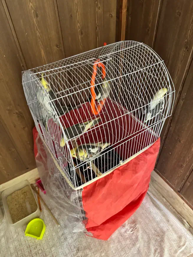 هفت عدد عروس هلندی|پرنده|تربت جام, مطهری|دیوار