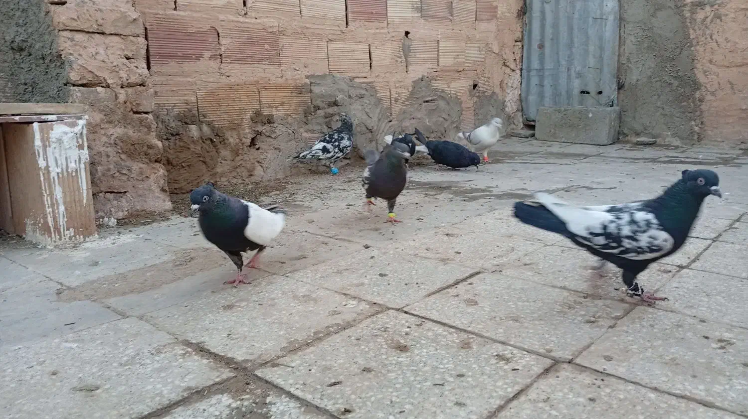 کبوتر|پرنده|سبزوار, جهاد کشاورزی|دیوار