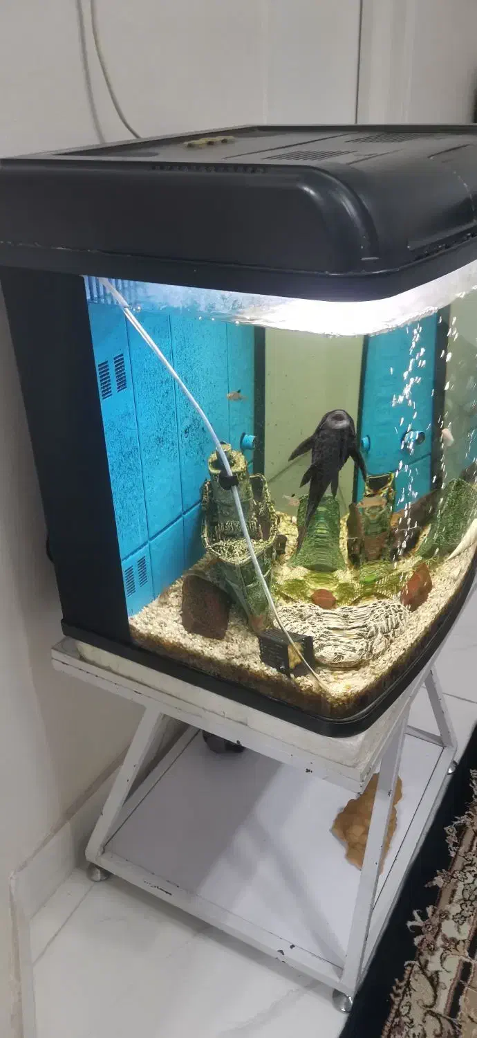 آکواریوم|ماهی|شهریار, کهنز|دیوار