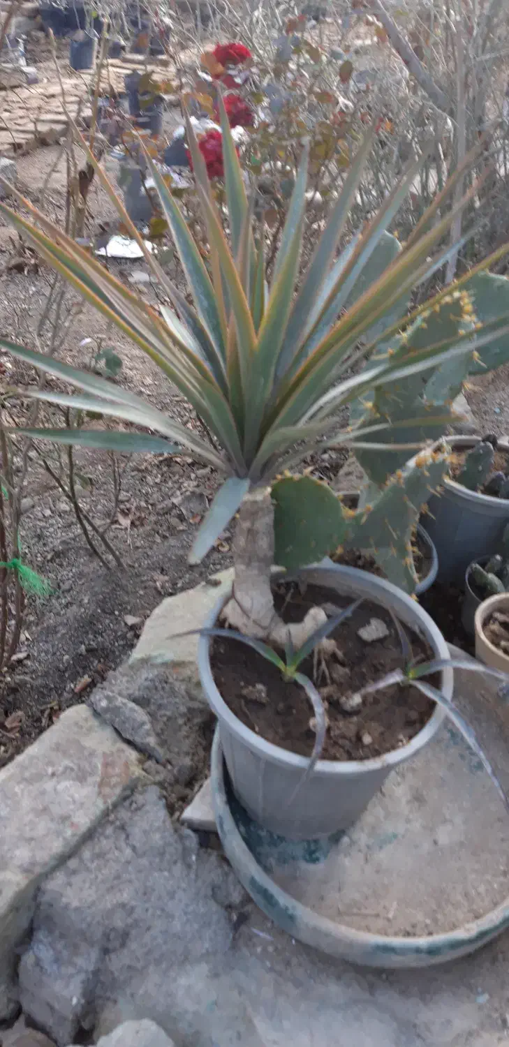 درخت سیب|گل و گیاه طبیعی|ماهدشت, |دیوار