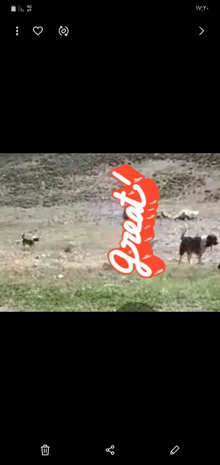 سگ گمشده مژدگانی|حیوانات|اندیکا, |دیوار