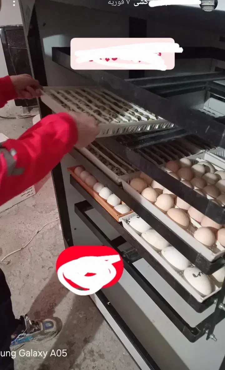 دستگاه جوجه کشی از من تخم نطفه دار از شما|خدمات پیشه و مهارت|آستانه سرا, |دیوار