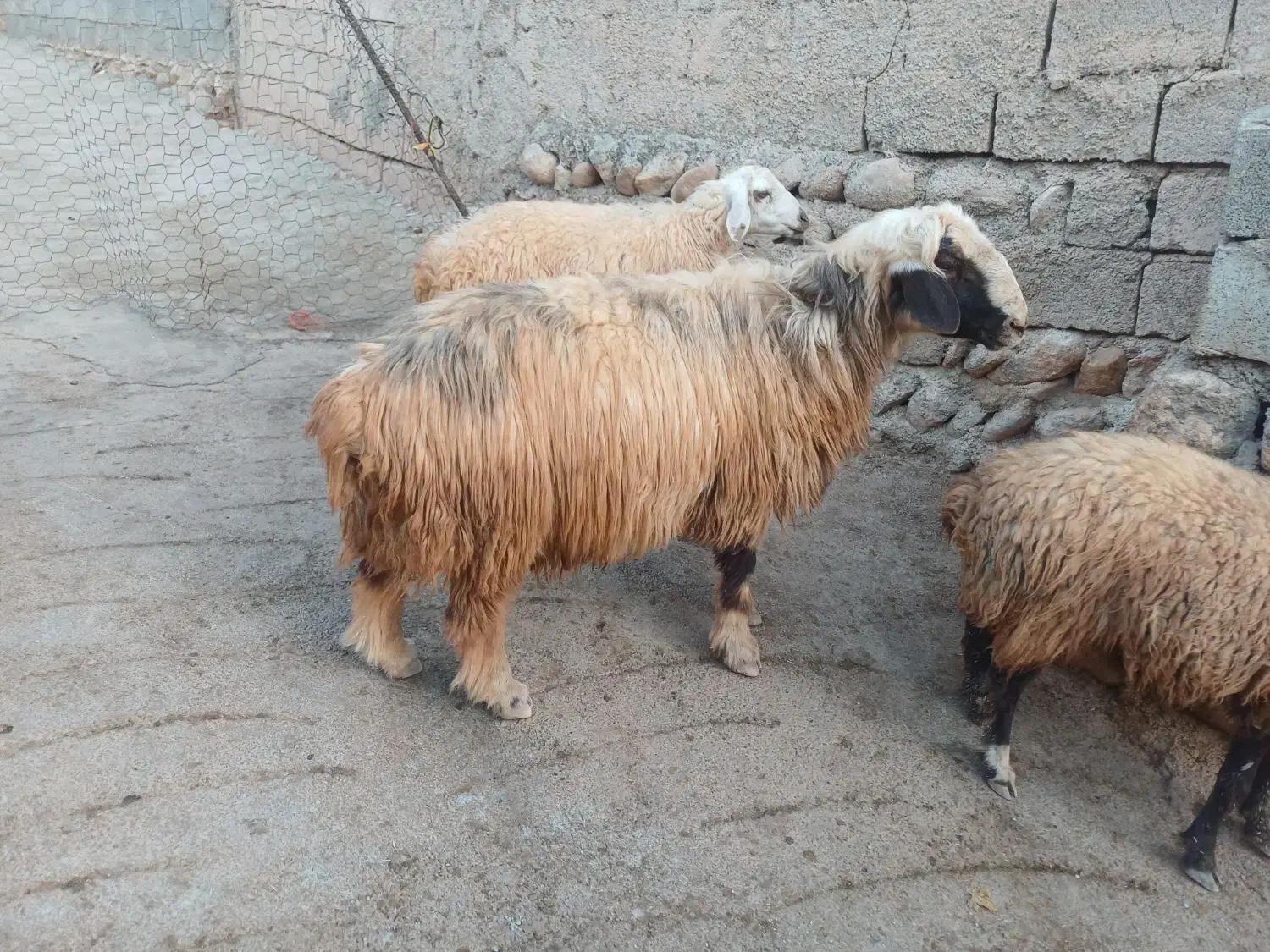 قوچ ورن|حیوانات مزرعه|شباب, |دیوار