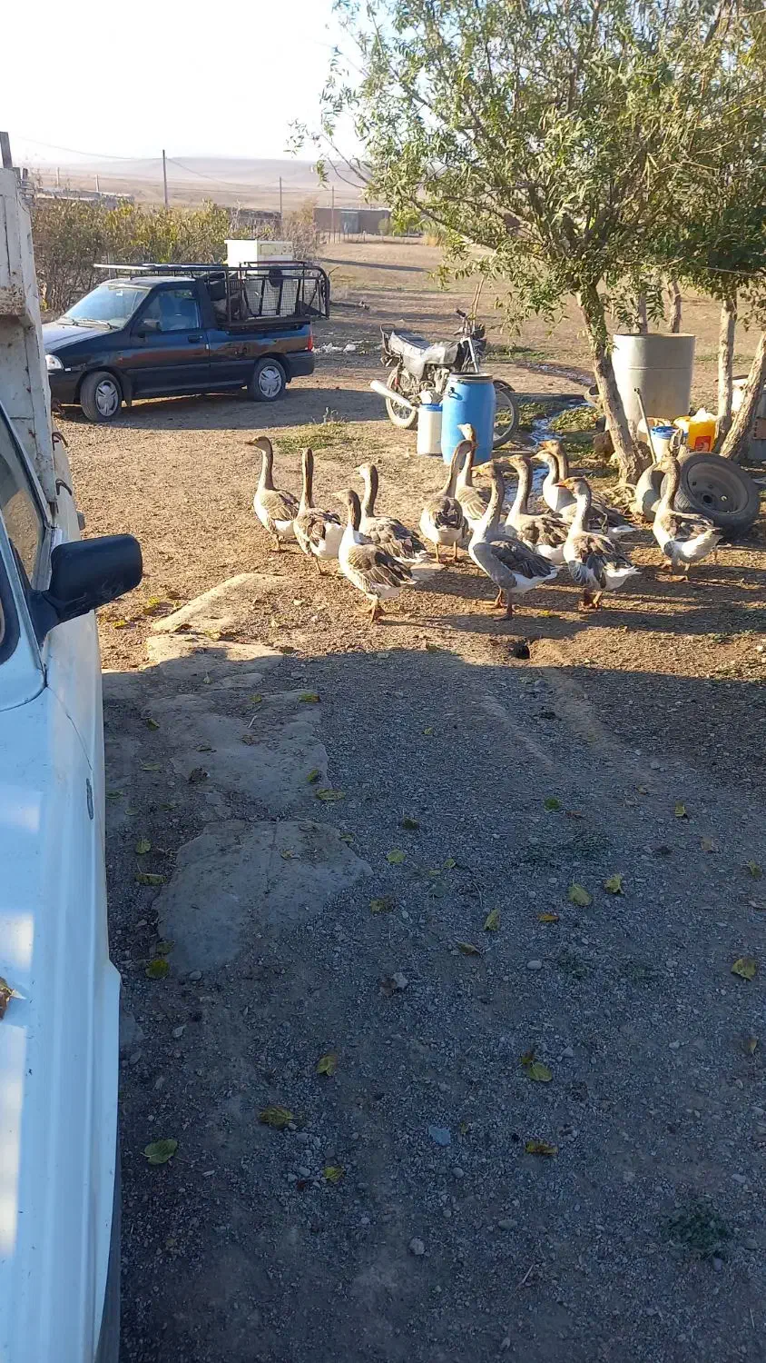 قاز|حیوانات مزرعه|قشلاق دشت, |دیوار