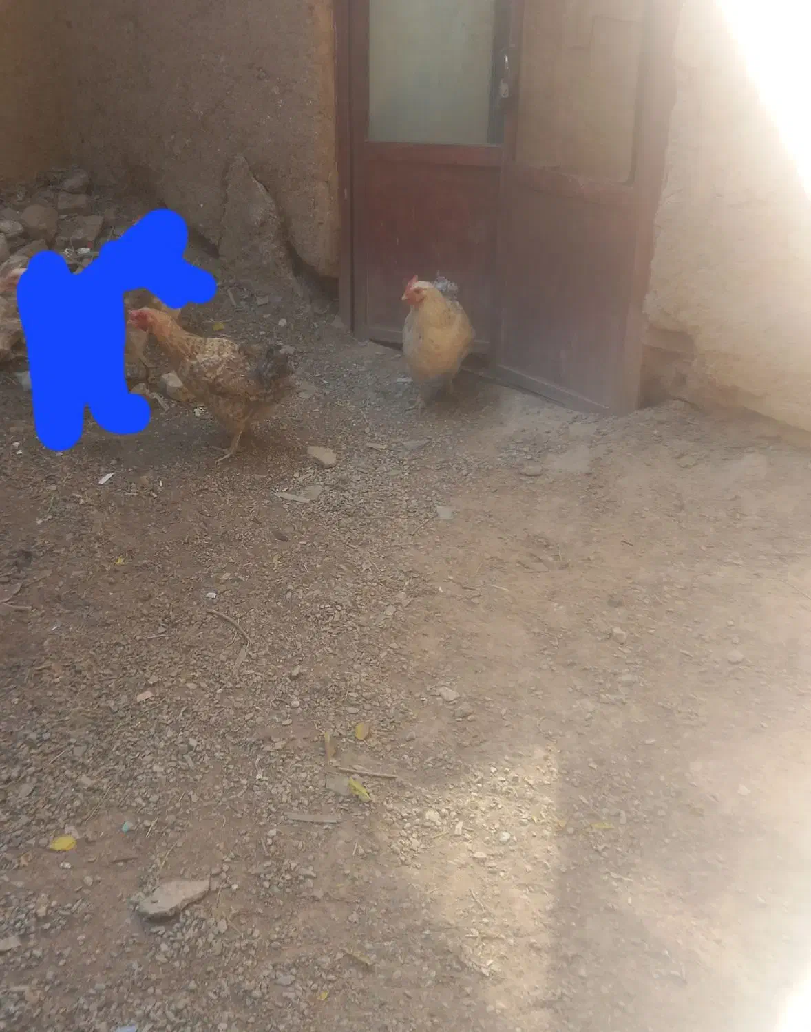 مرغ محلی وخروس محلی|حیوانات مزرعه|کرمان, |دیوار