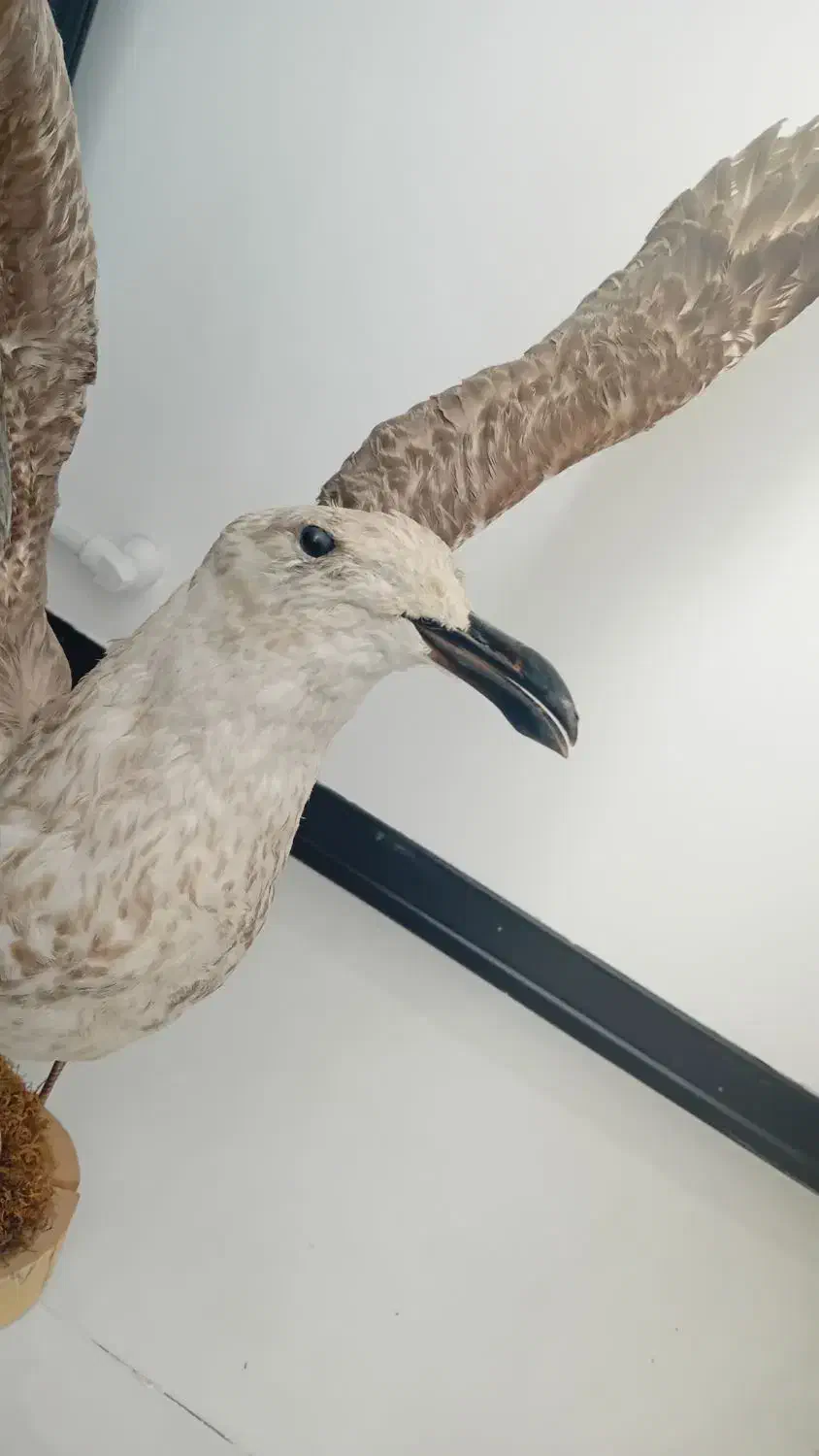 دکوری برا مغازه|مجسمه، تندیس، ماکت|زنجان, |دیوار