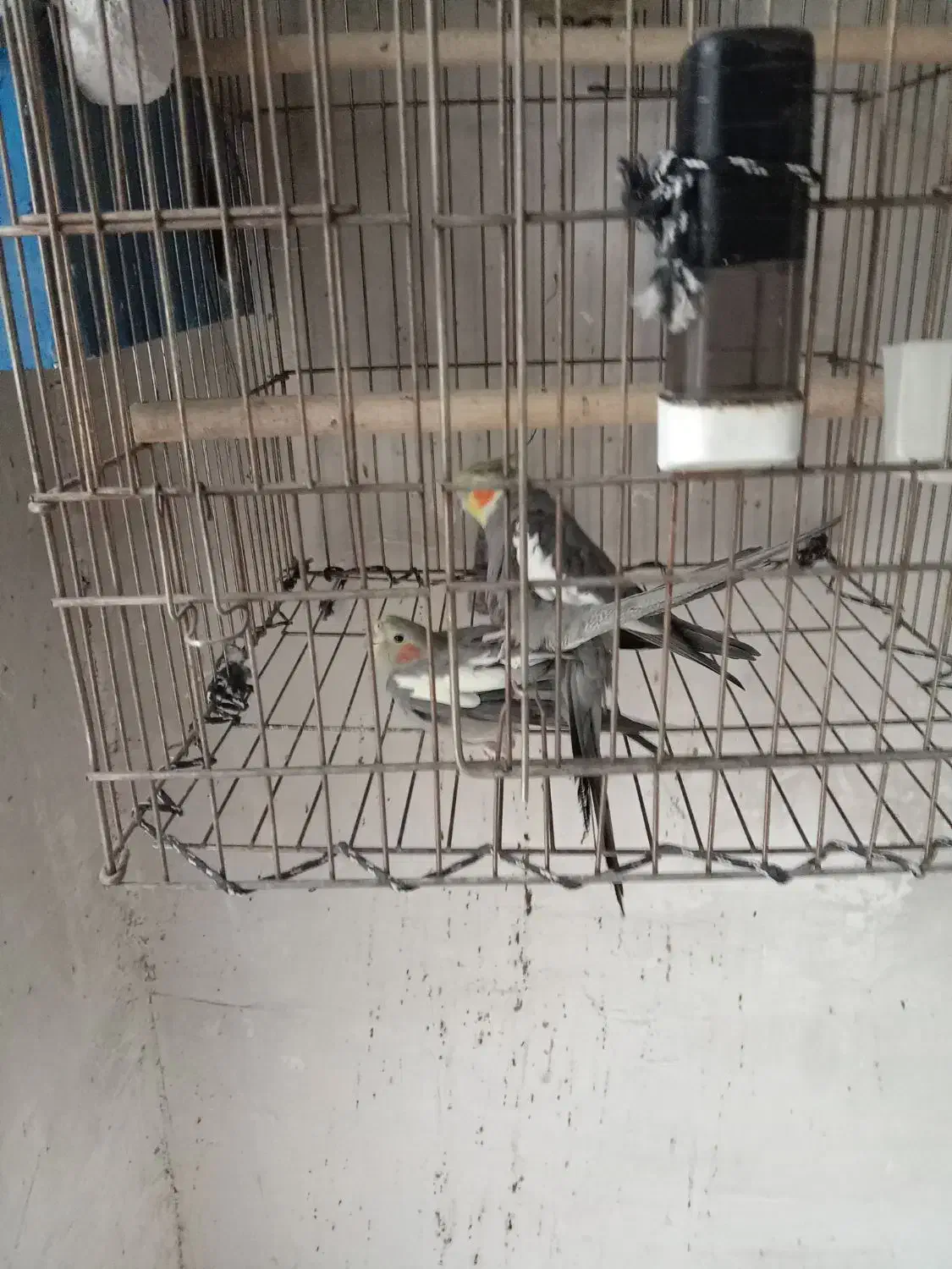 عروس هلندی مولد|پرنده|قیدار, |دیوار