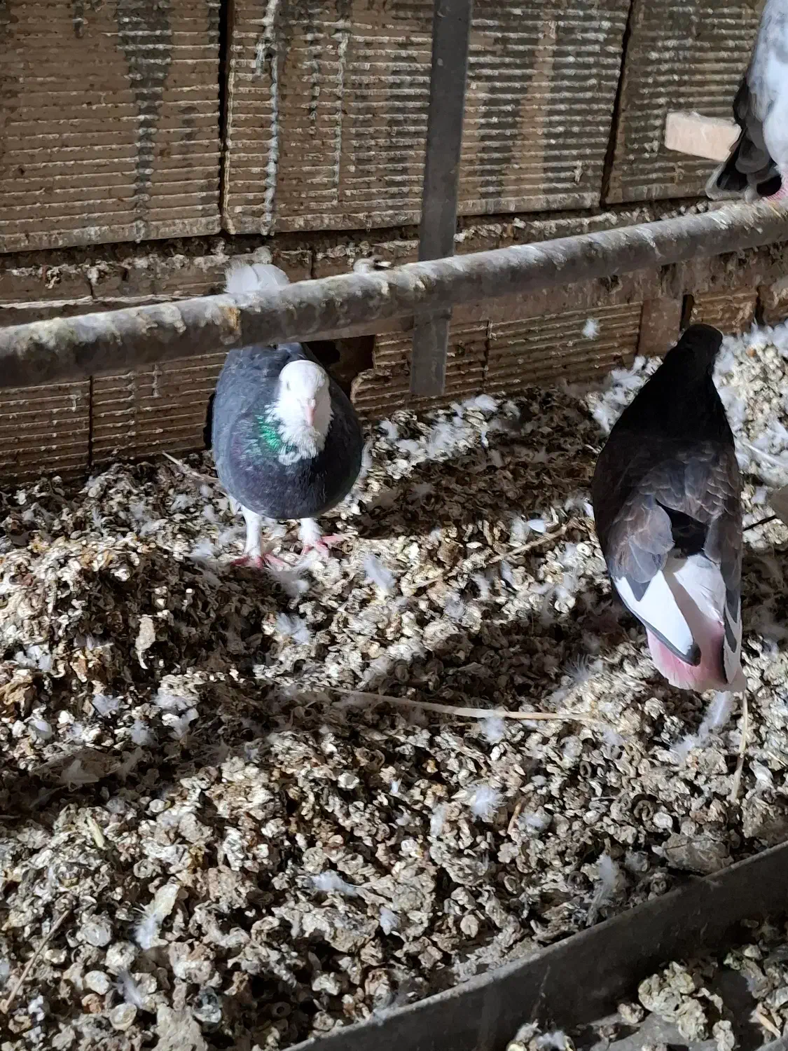 کبوتر فروشی|پرنده|زنده رود, |دیوار