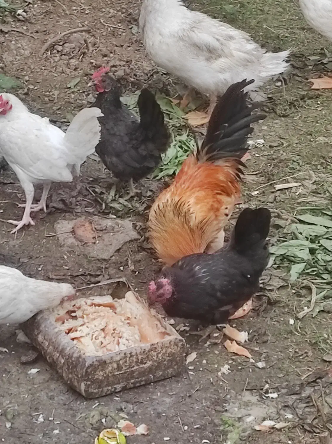 فروش تخم مرغ سیبرایت مینیاتوری نطفه دار|حیوانات مزرعه|ساری, |دیوار