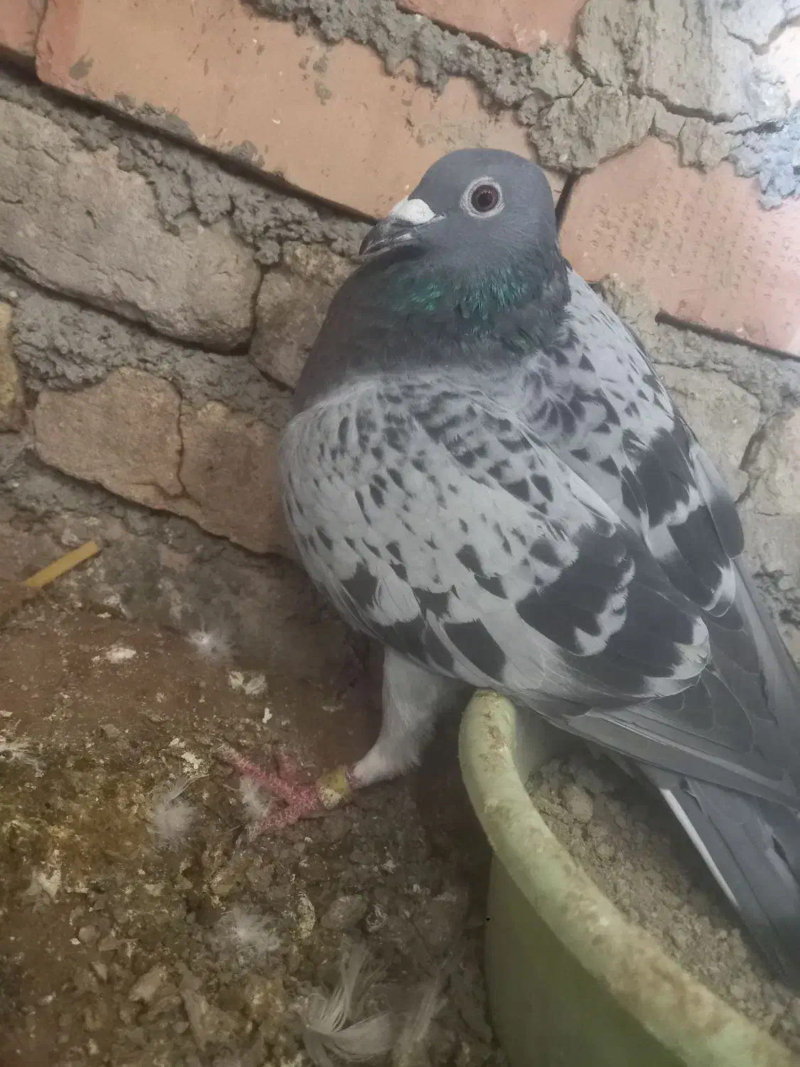 یک جفت کبوتر اس|پرنده|دلند, |دیوار